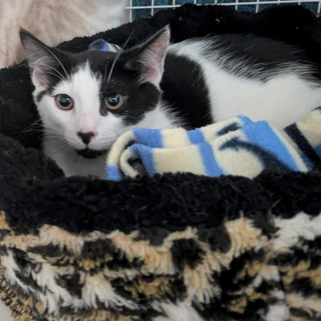 Hawthorne, a Adoptable Domestic Short Hair in Portland, OR image 1/2