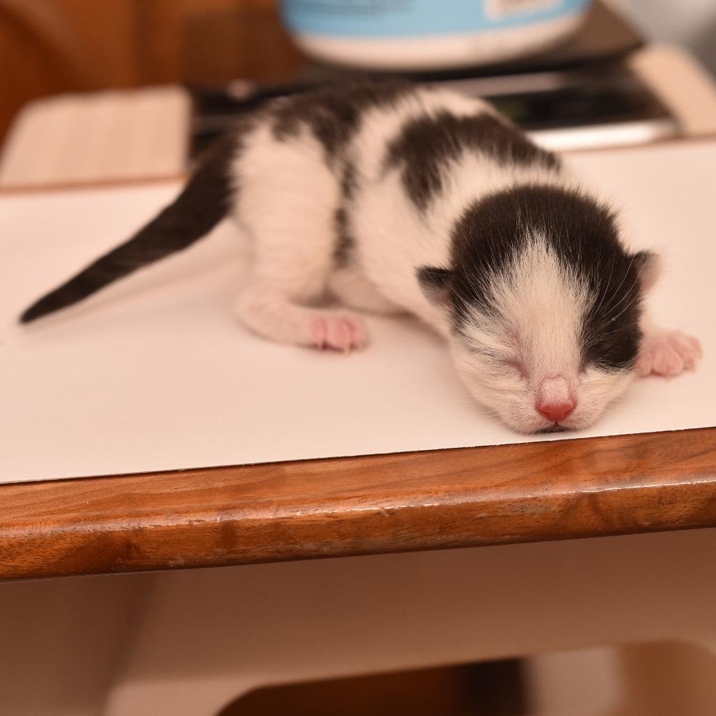 Hawthorne, a Adoptable Domestic Short Hair in Portland, OR image 2/2