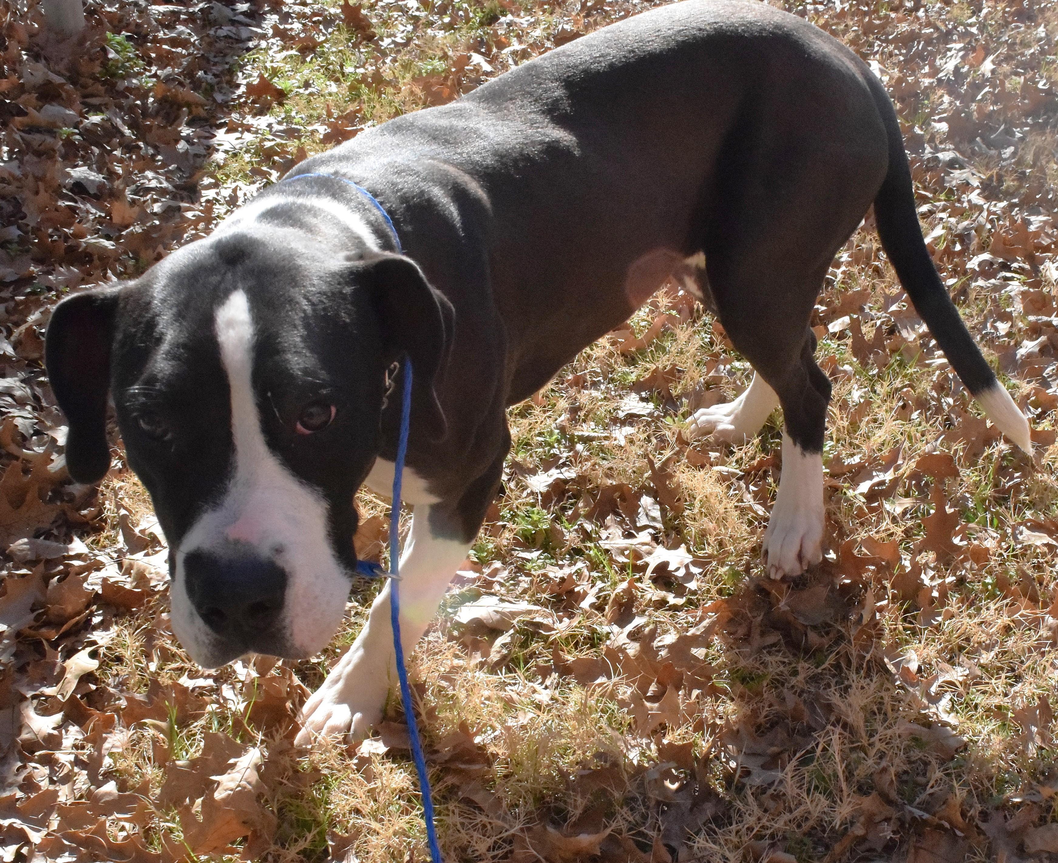 #21878, ADOPTABLE, Adult Male Pit Bull Terrier.