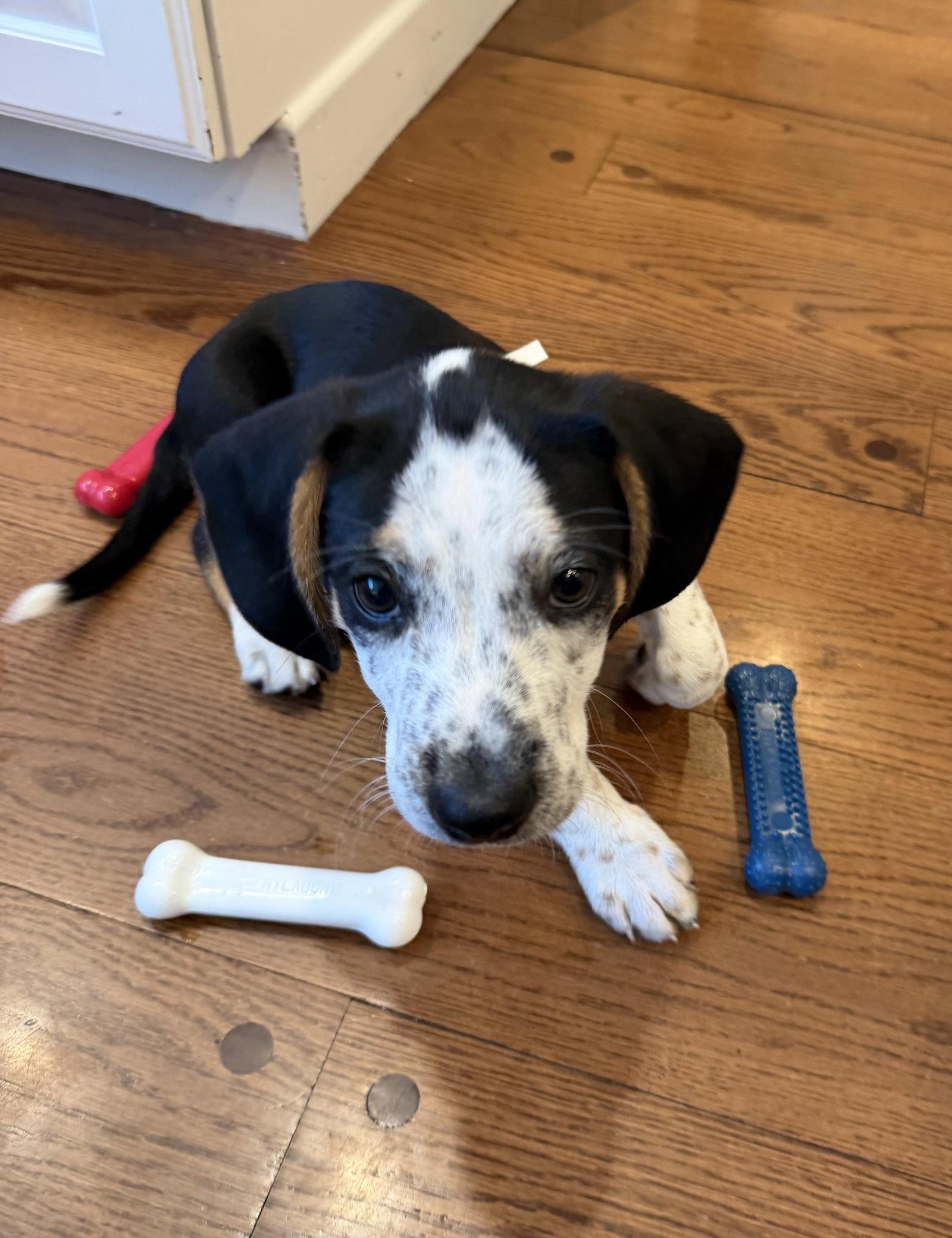 Axel, Adopted, Puppy Male Beagle & Hound.