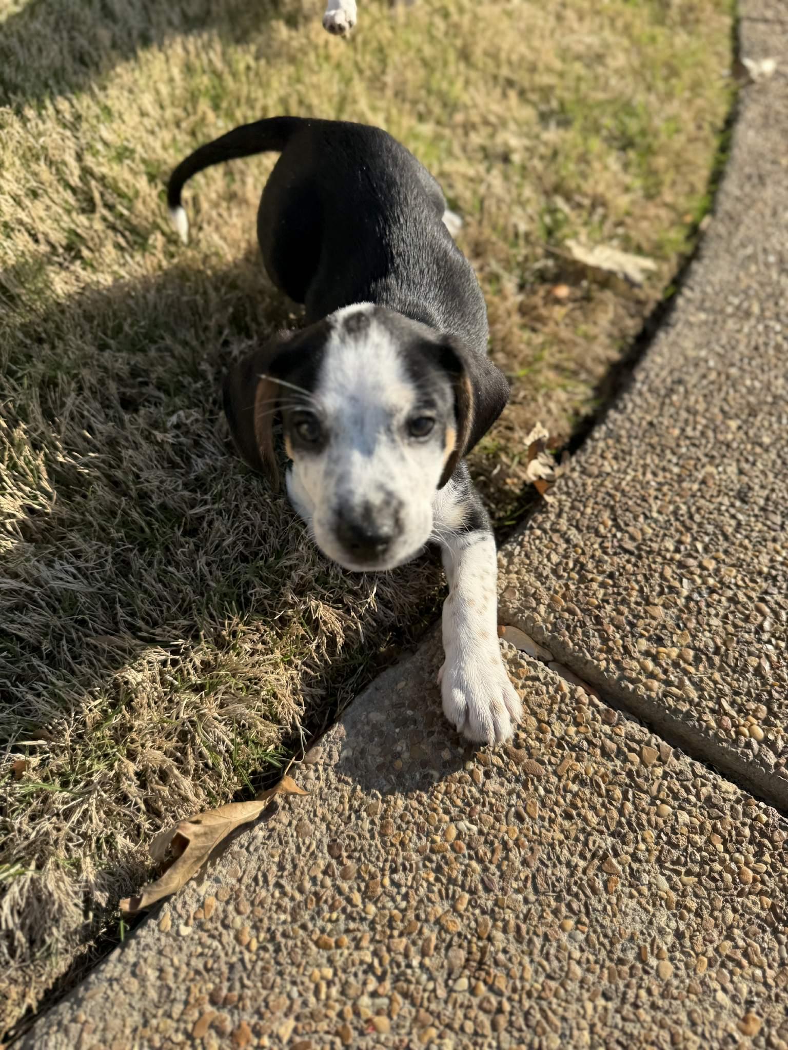 Axel, a Adopted mixed breed in Spring City, PA image 2/3