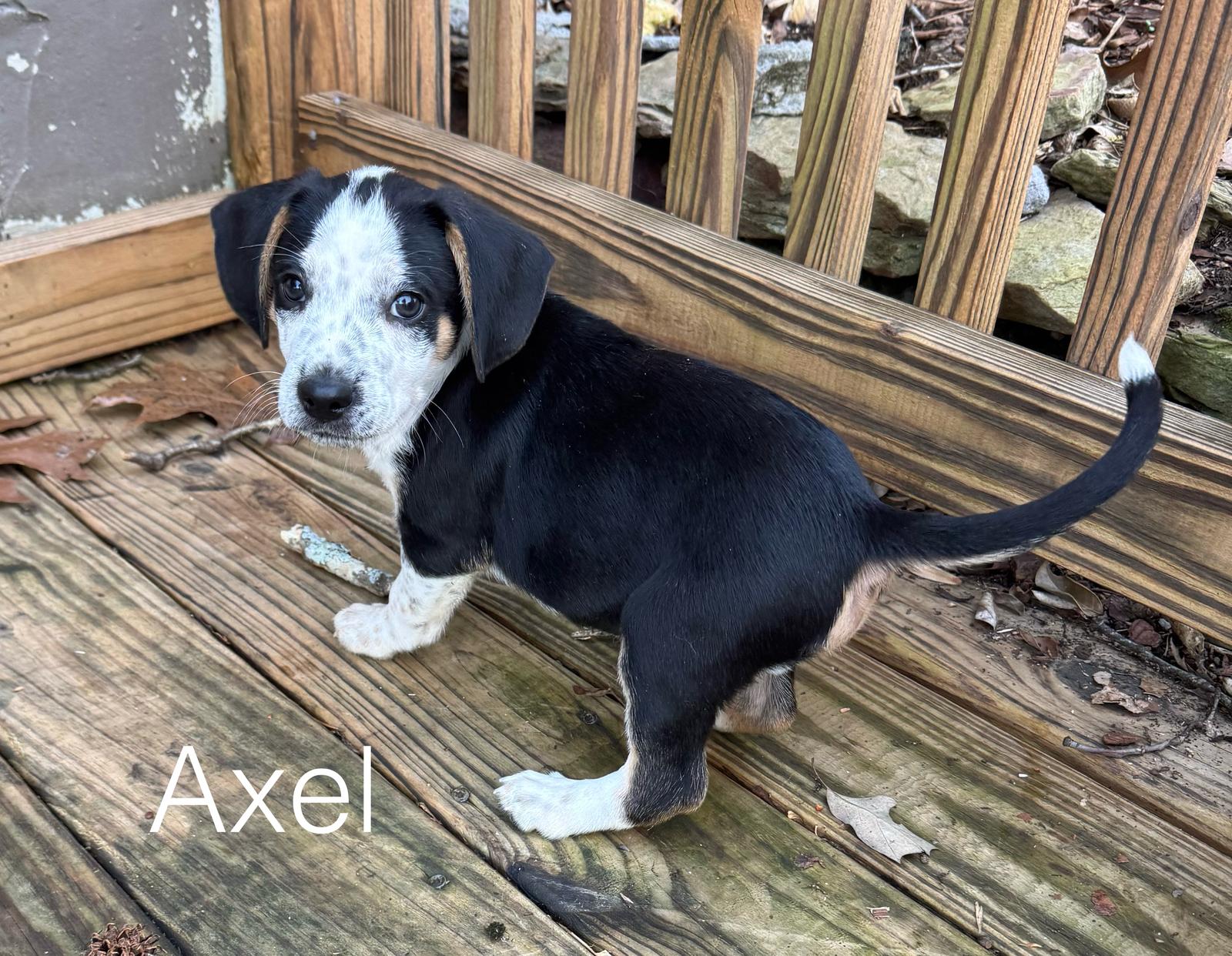 Axel, a Adopted mixed breed in Spring City, PA image 3/3