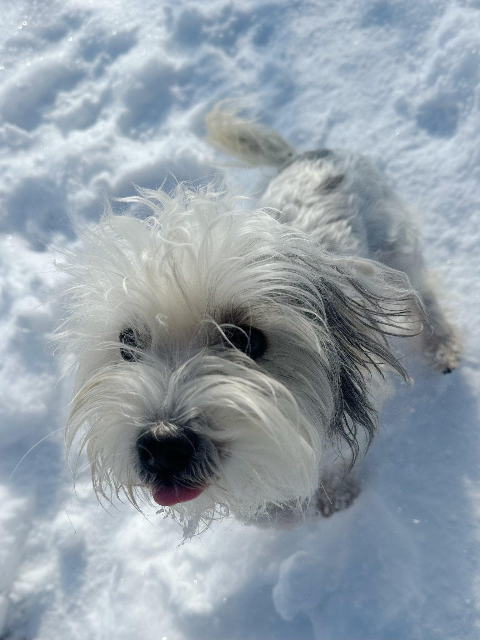 Enlarge Tre, a Adoptable Yorkie Poo in Columbus, NE image 1/1