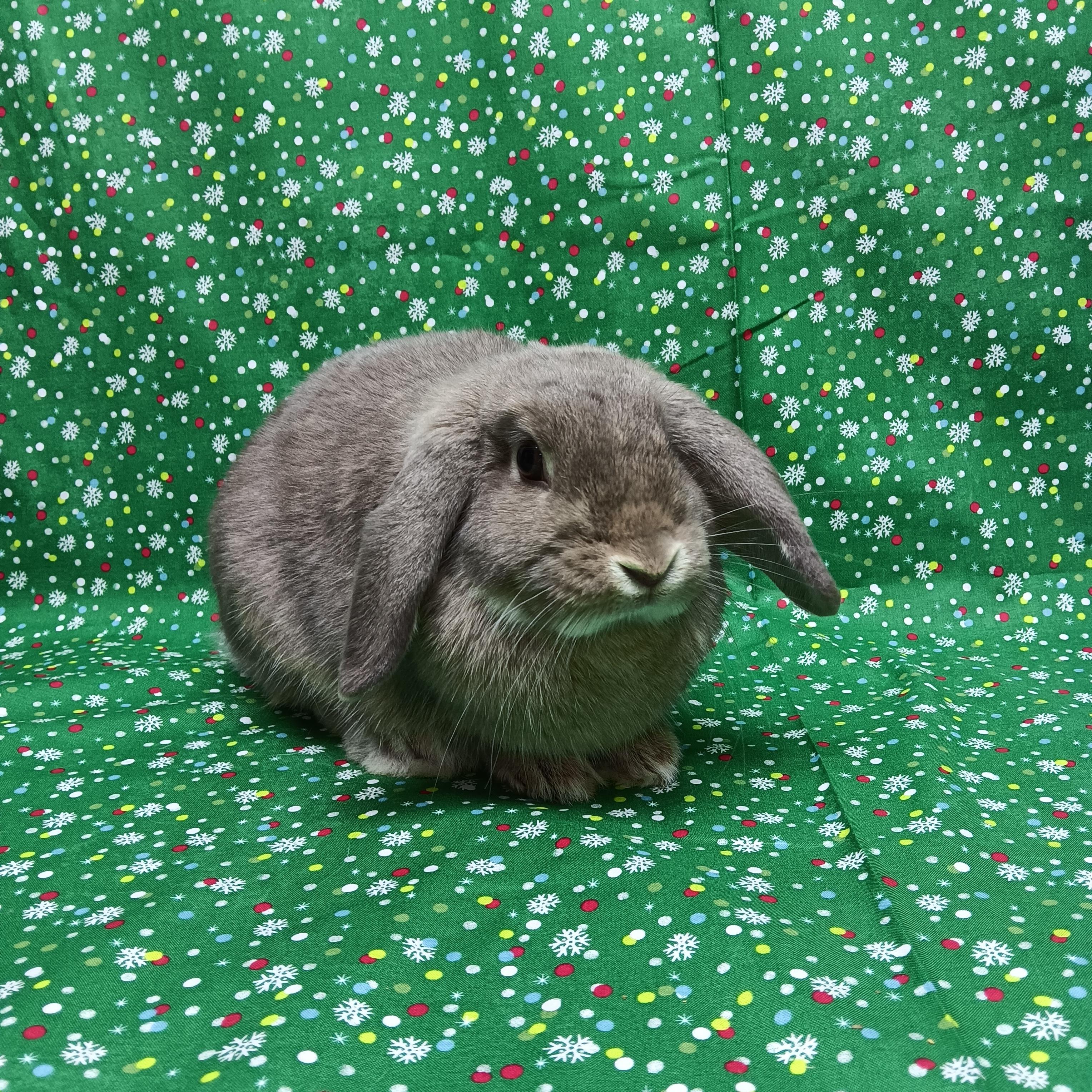 Willow, an adopted Lop Eared in Harrisburg, PA image 3/3