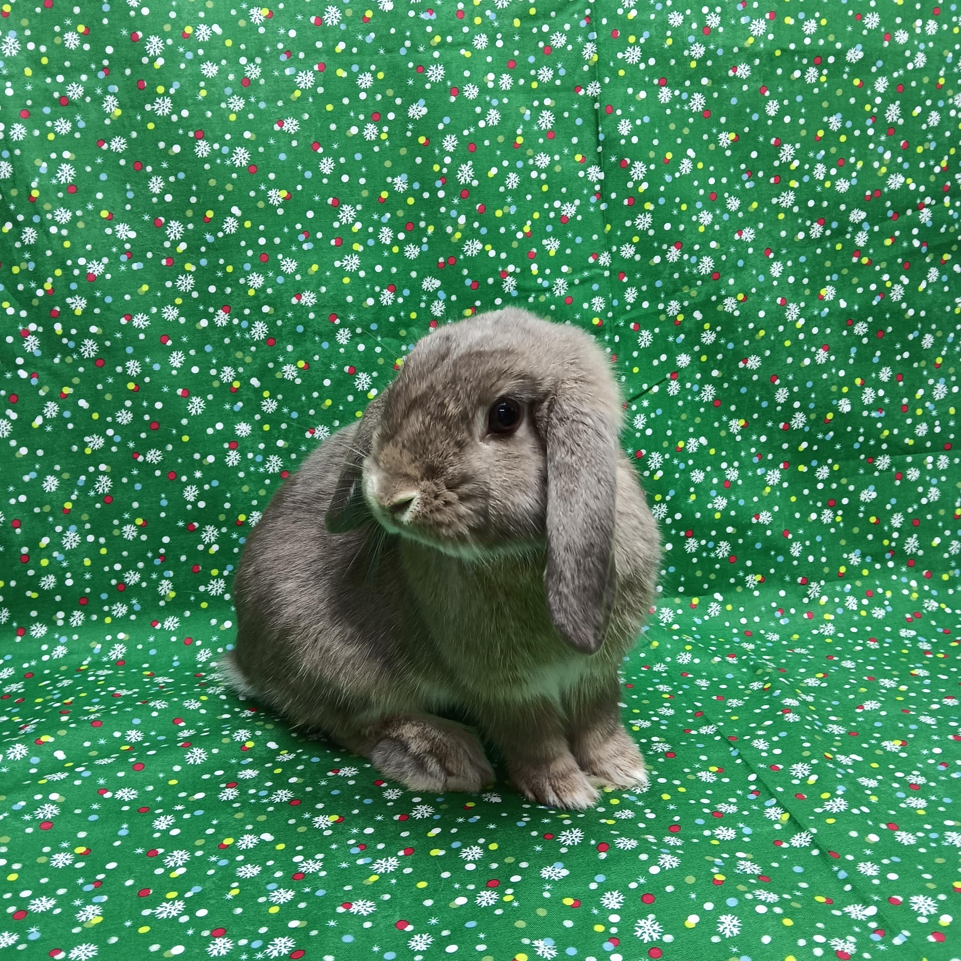 Willow, an adopted Lop Eared in Harrisburg, PA image 1/3