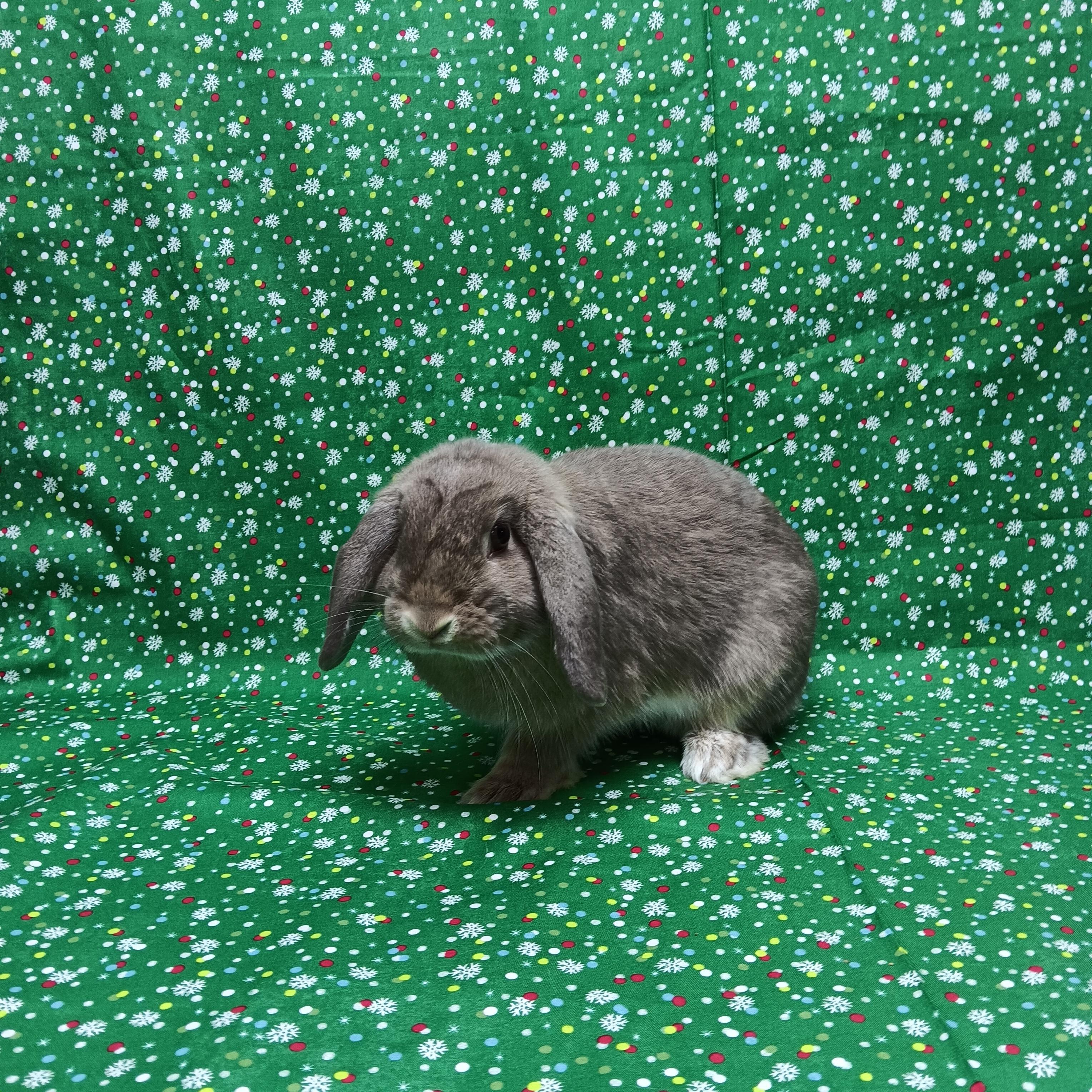 Willow, an adopted Lop Eared in Harrisburg, PA image 2/3