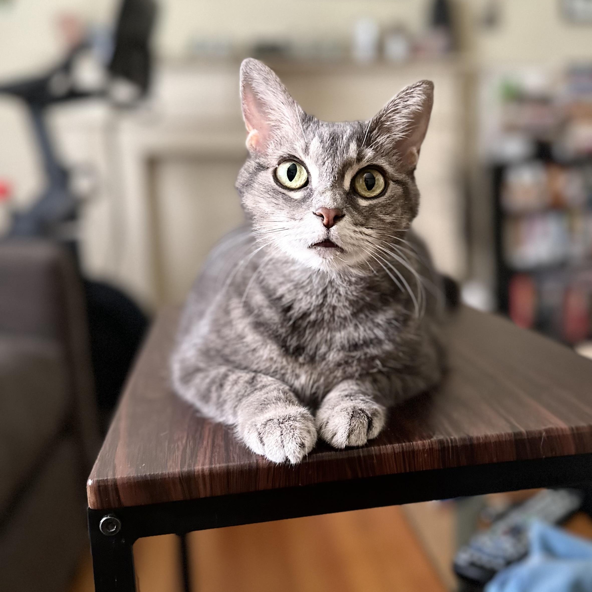 Shania, a Adoptable Domestic Short Hair in Los Angeles, CA image 2/6