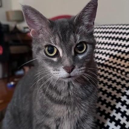 Shania, a Adoptable Domestic Short Hair in Los Angeles, CA image 3/6