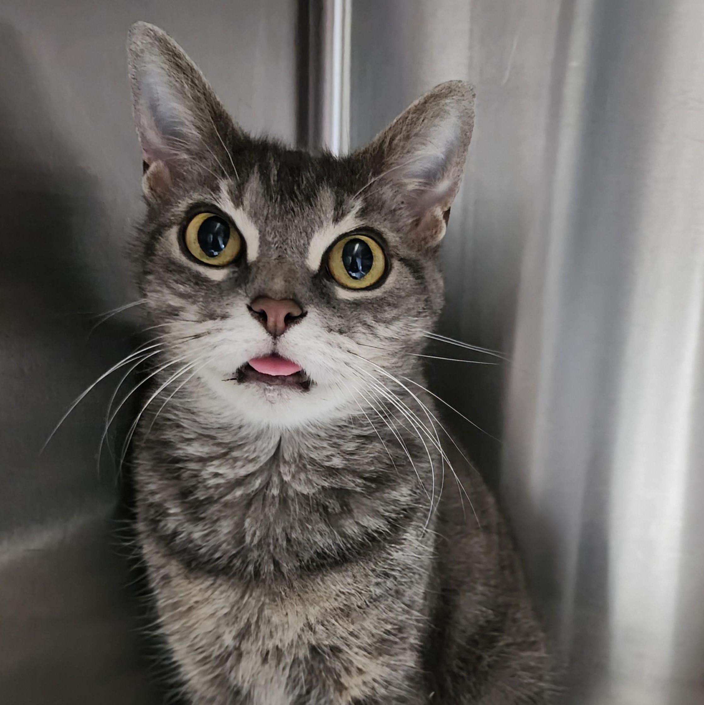 Shania, a Adoptable Domestic Short Hair in Los Angeles, CA image 6/6