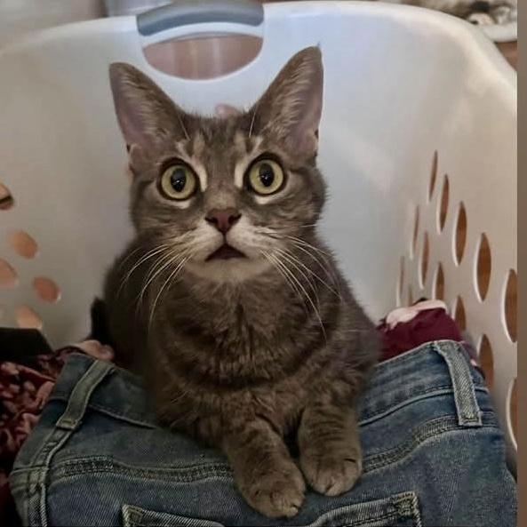 Shania, a Adoptable Domestic Short Hair in Los Angeles, CA image 5/6