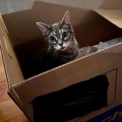 Shania, a Adoptable Domestic Short Hair in Los Angeles, CA image 4/6