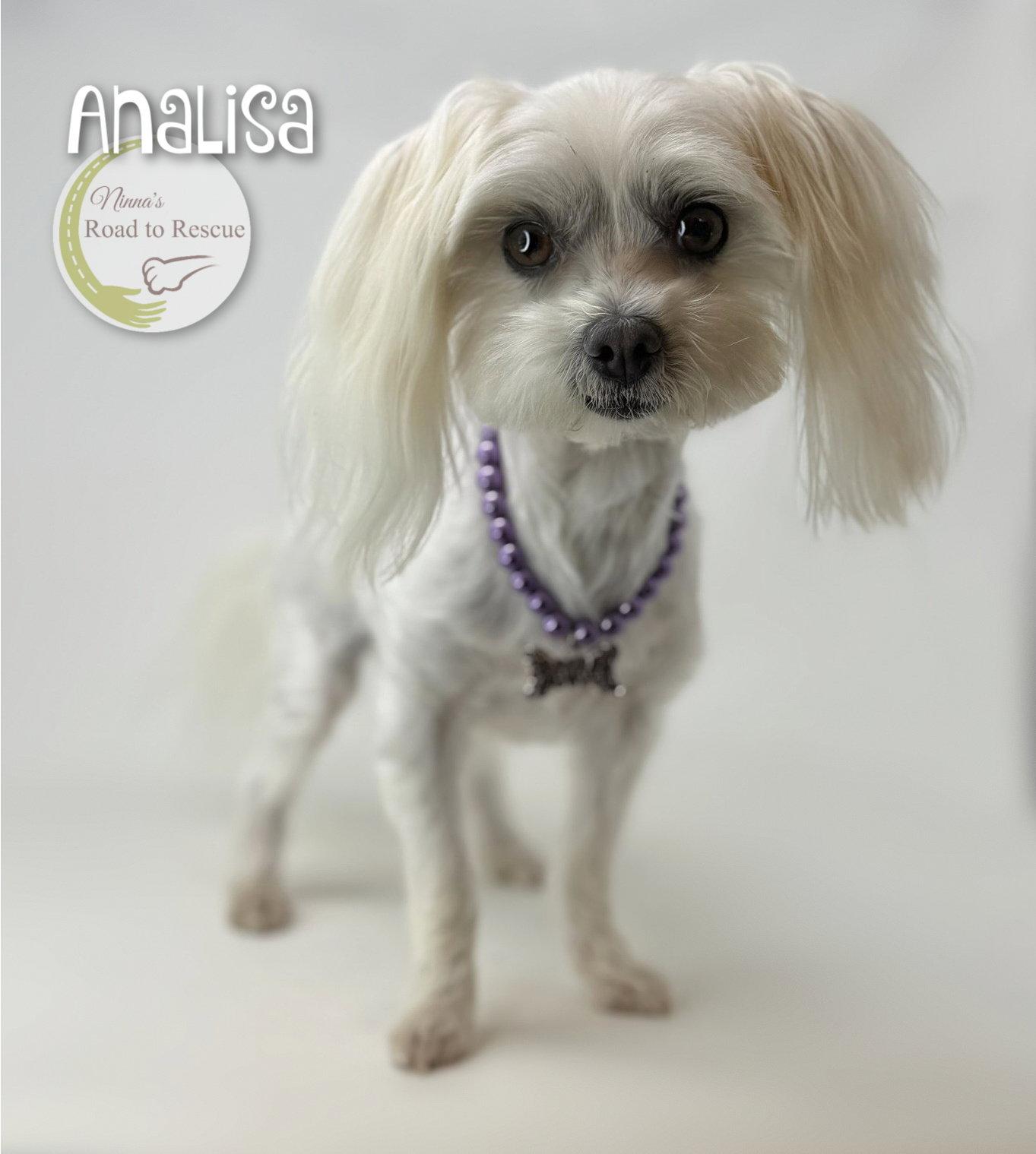 Analisa, Adopted, Adult Female Maltese.