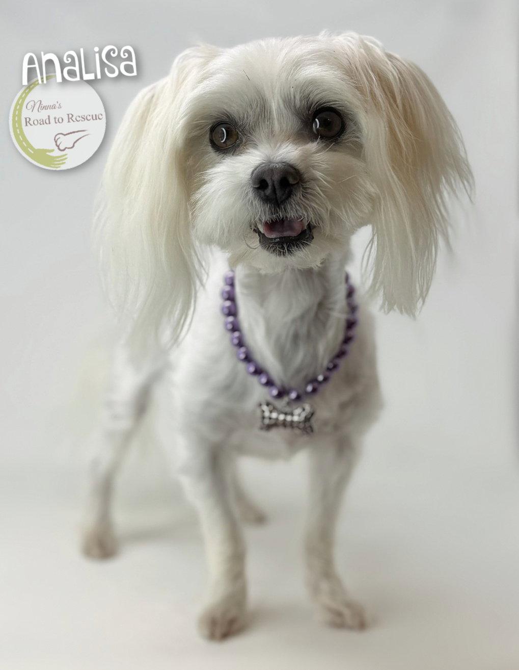 Enlarge Analisa, a Adopted Maltese in Benton, LA image 2/2