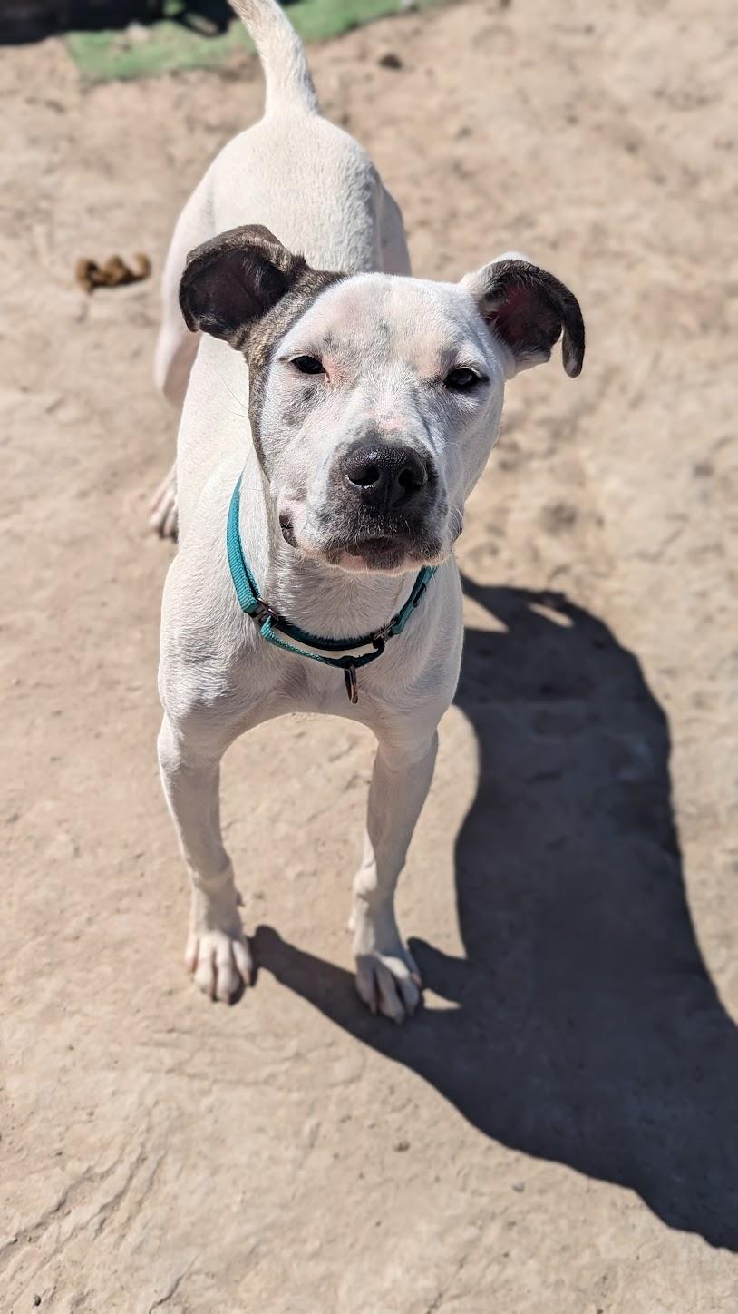 Enlarge Indiana Jones, a Adopted mixed breed in Castle Dale, UT image 1/3