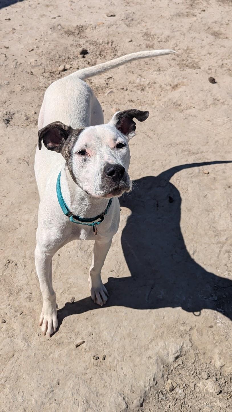 Enlarge Indiana Jones, a Adopted mixed breed in Castle Dale, UT image 5/6