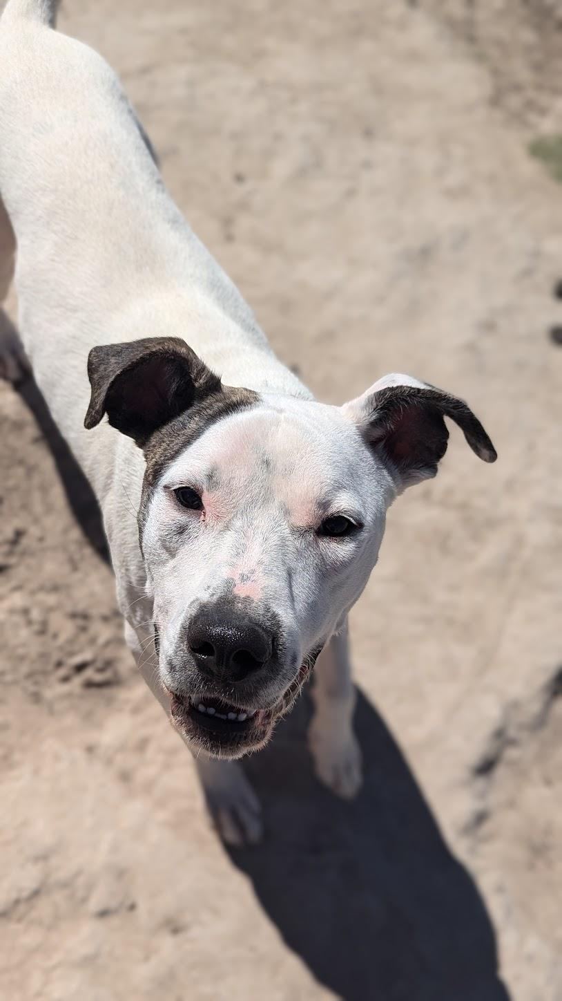 Enlarge Indiana Jones, a Adopted mixed breed in Castle Dale, UT image 6/6