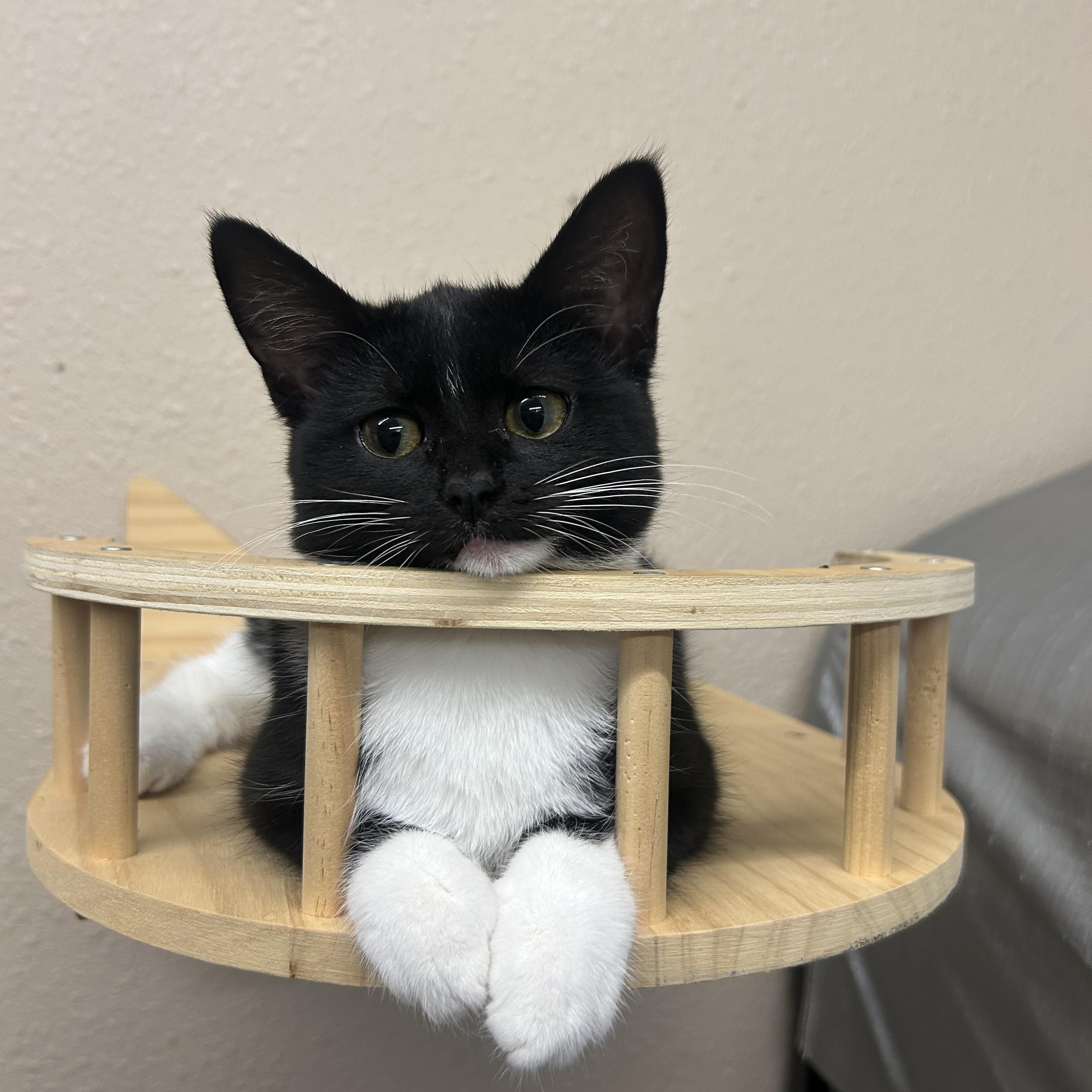 Lottie, Adopted, Young Female Tuxedo.