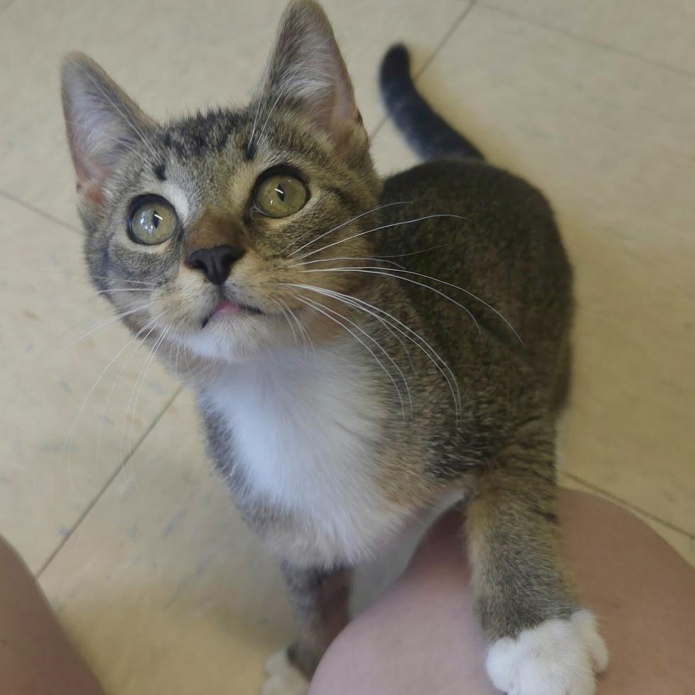 Enlarge Rickets & Scurvy, an adopted Domestic Short Hair in Warwick, RI image 2/5