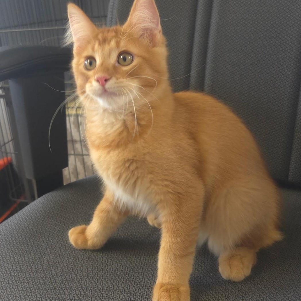 Enlarge Rickets & Scurvy, an adopted Domestic Short Hair in Warwick, RI image 3/5