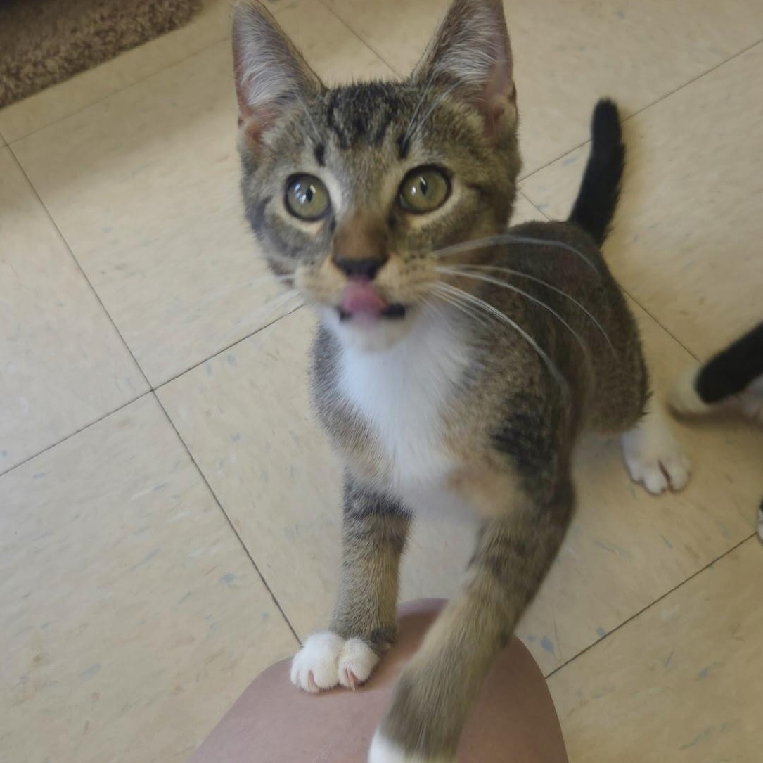 Enlarge Rickets & Scurvy, an adopted Domestic Short Hair in Warwick, RI image 5/5