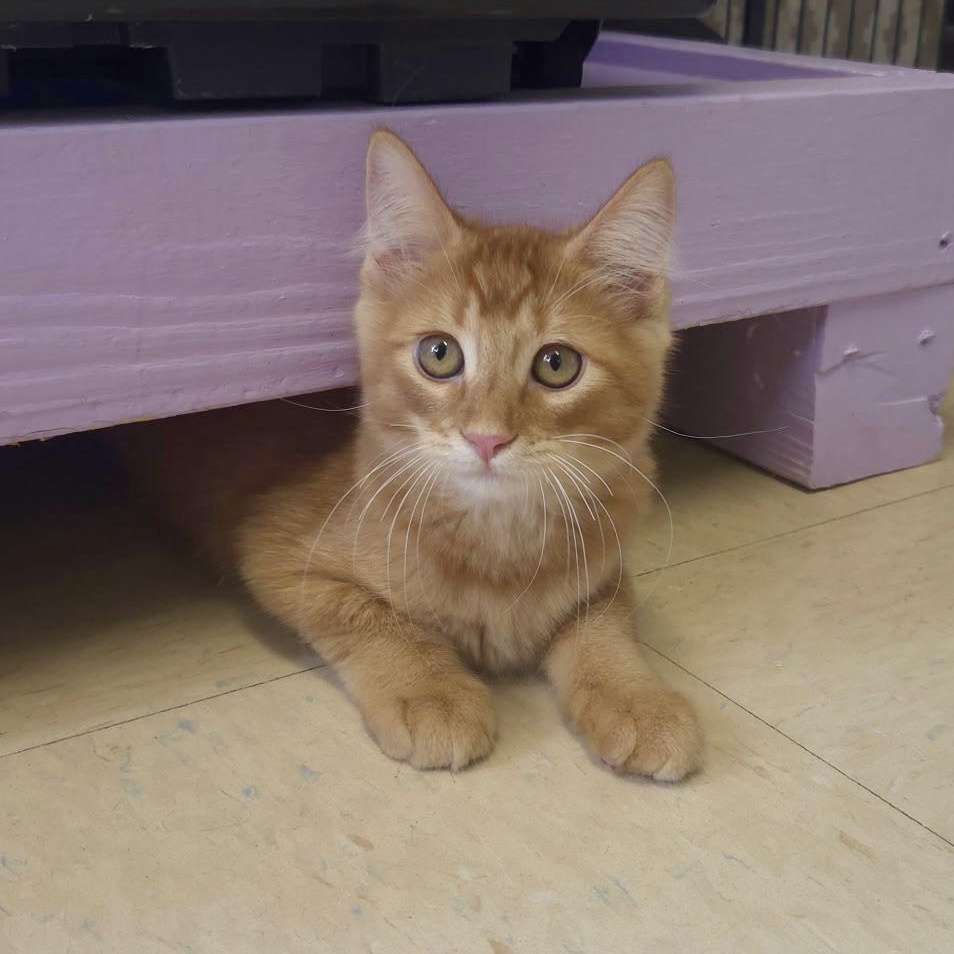 Enlarge Rickets & Scurvy, an adopted Domestic Short Hair in Warwick, RI image 4/5