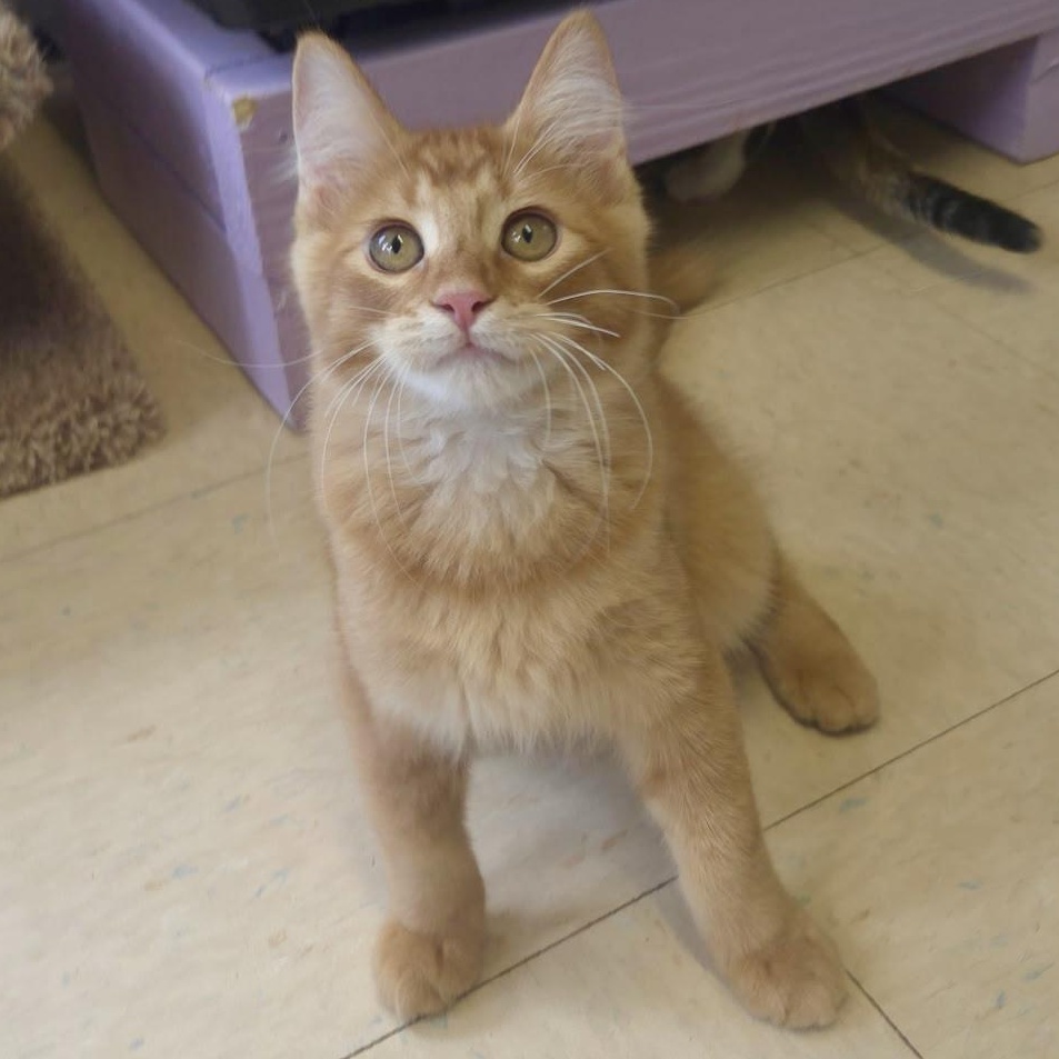 Rickets & Scurvy, adopted, Kitten Male Domestic Short Hair.