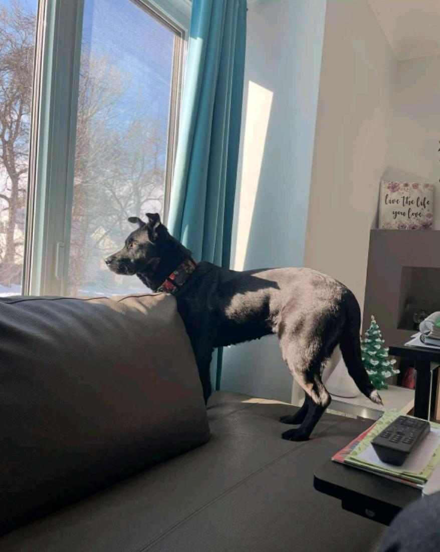 Muffin, a Adoptable mixed breed in Winnipeg, MB image 2/5