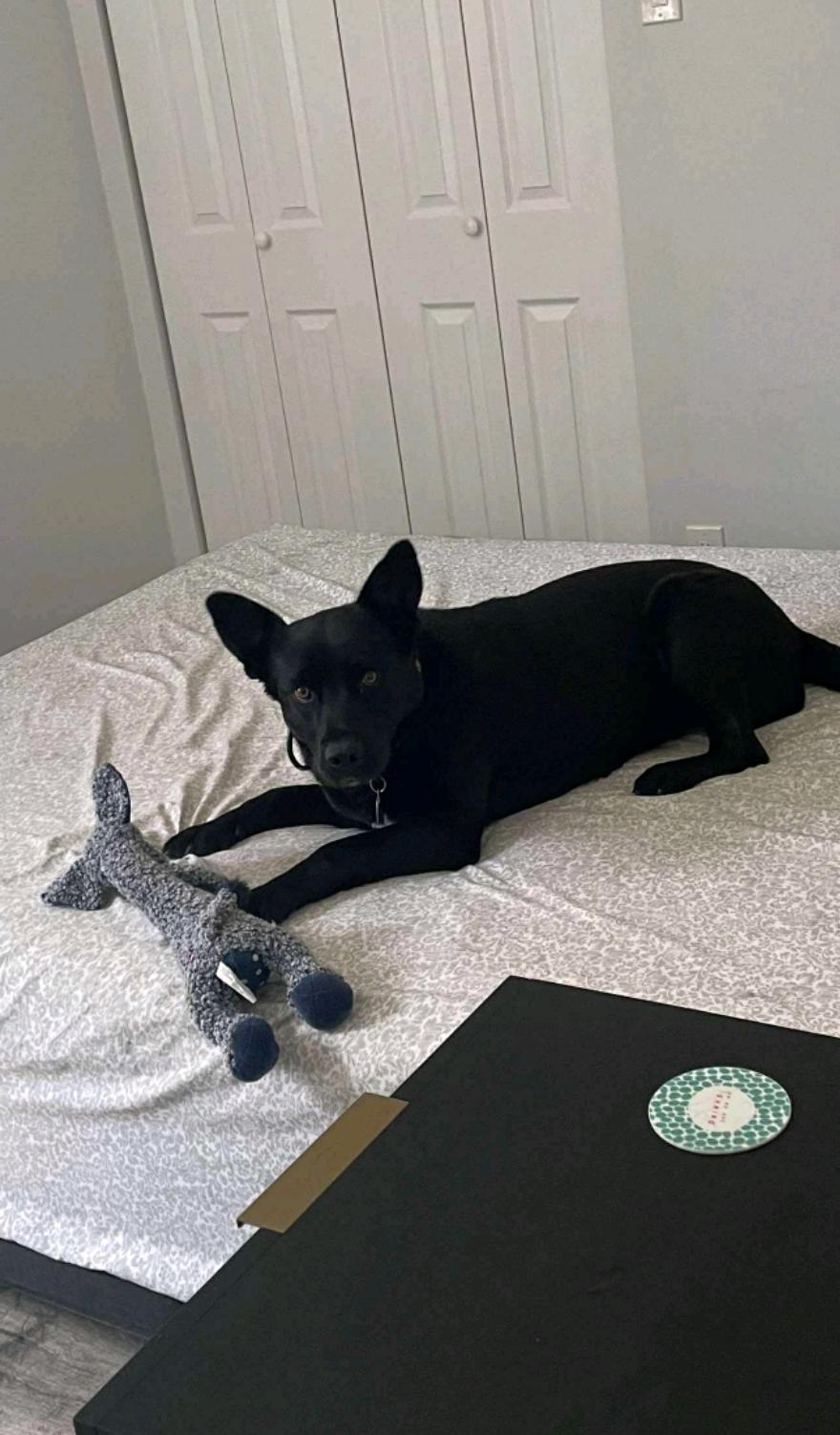 Muffin, a Adoptable mixed breed in Winnipeg, MB image 3/5