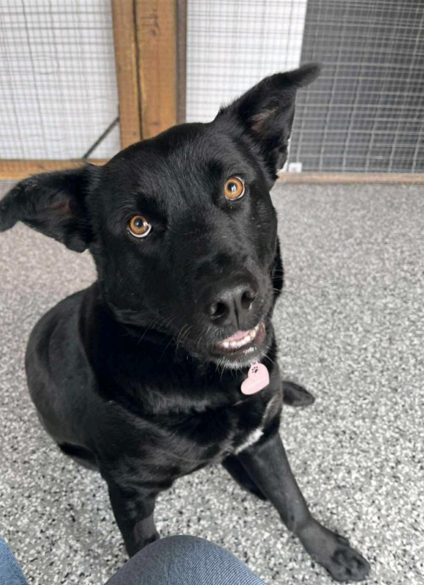 Muffin, a Adoptable mixed breed in Winnipeg, MB image 1/5