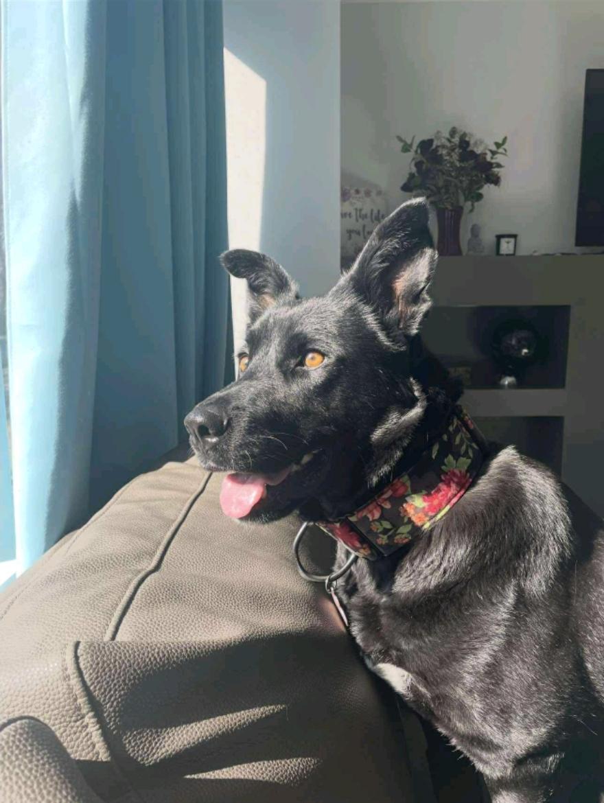 Muffin, a Adoptable mixed breed in Winnipeg, MB image 4/5