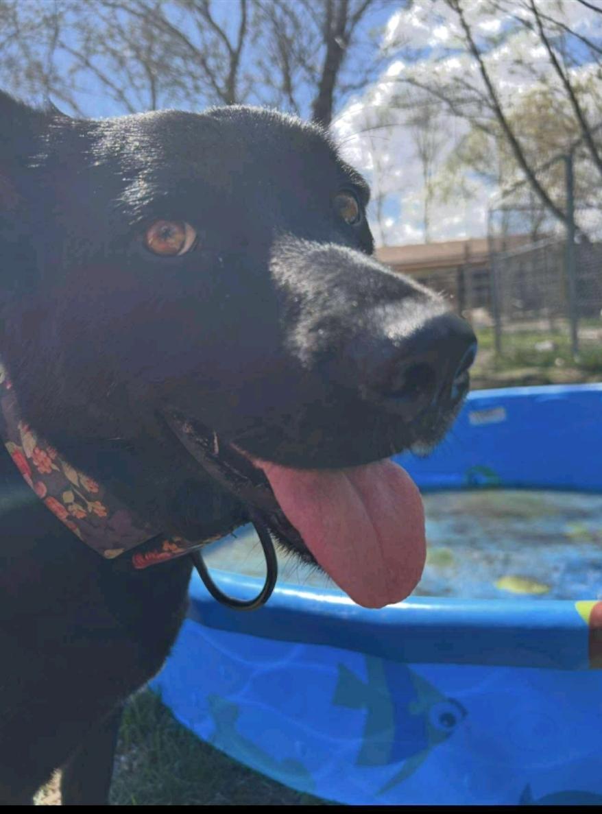 Muffin, a Adoptable mixed breed in Winnipeg, MB image 5/5