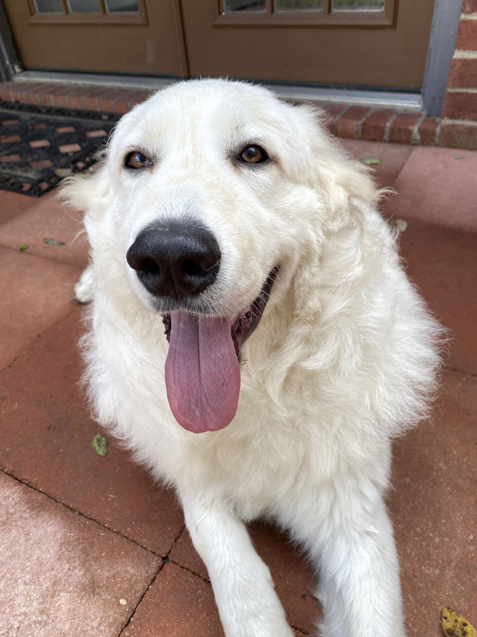 Enlarge Peter, an adopted Great Pyrenees in Spring, TX image 1/6