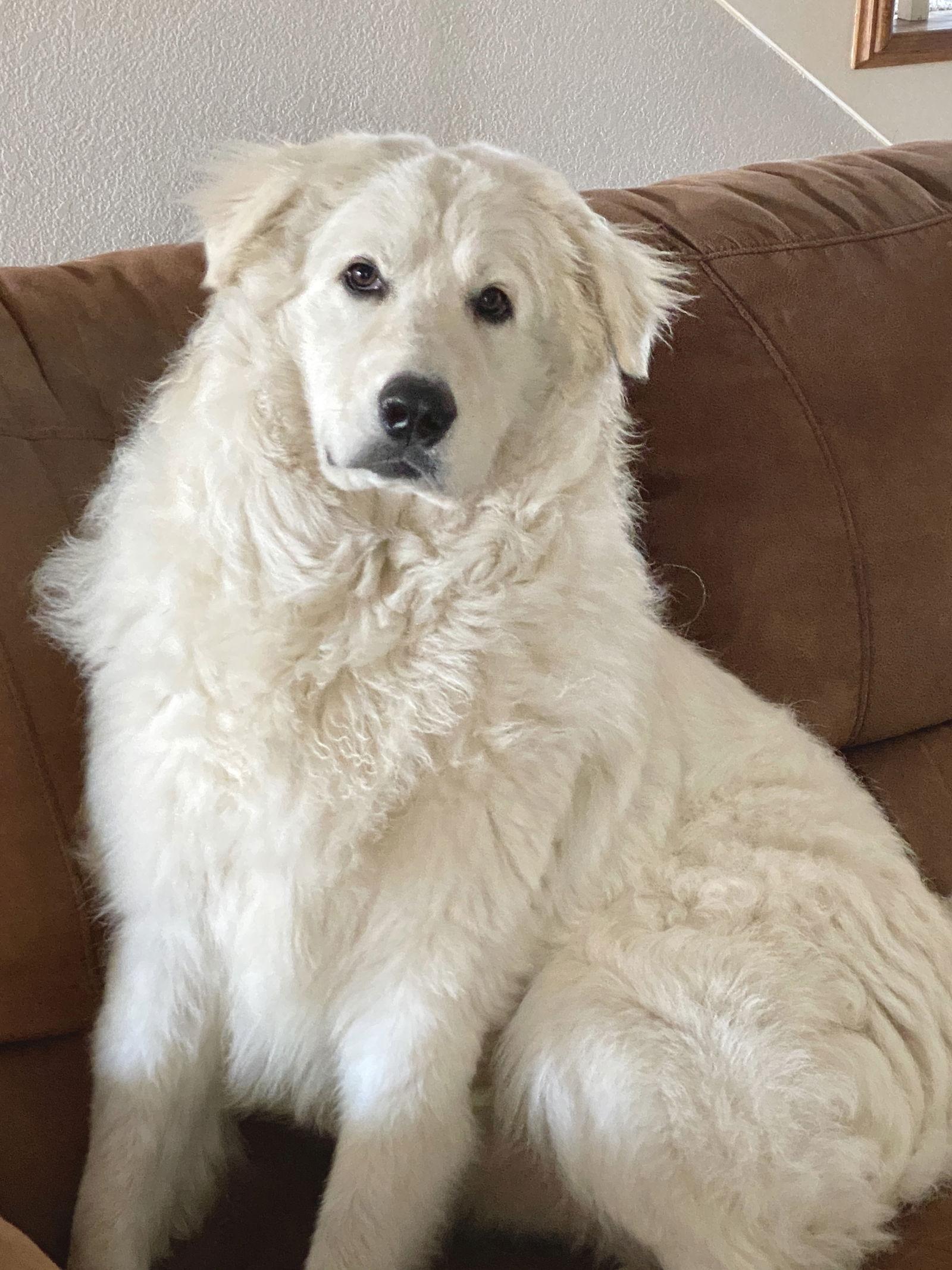 Enlarge Peter, an adopted Great Pyrenees in Spring, TX image 2/6