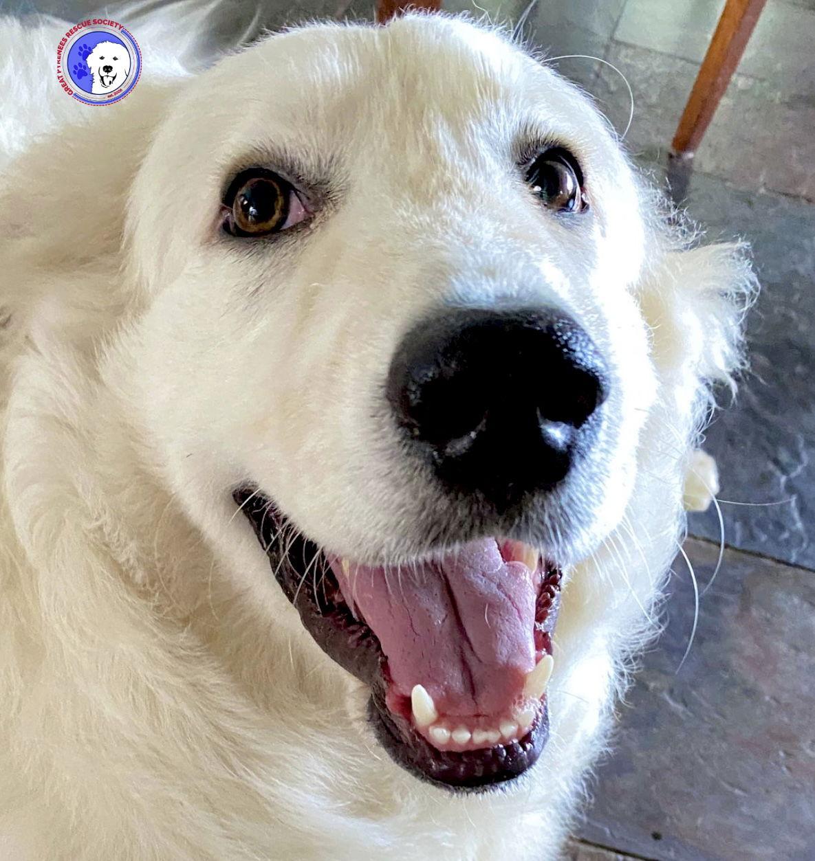 Enlarge Peter, an adopted Great Pyrenees in Spring, TX image 4/6