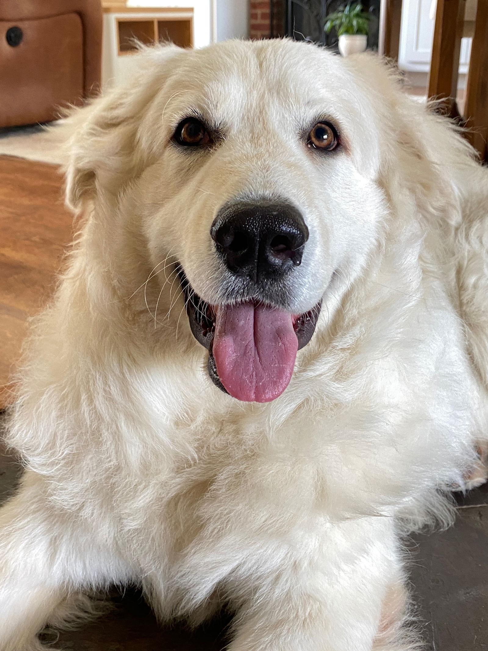Enlarge Peter, an adopted Great Pyrenees in Spring, TX image 5/6