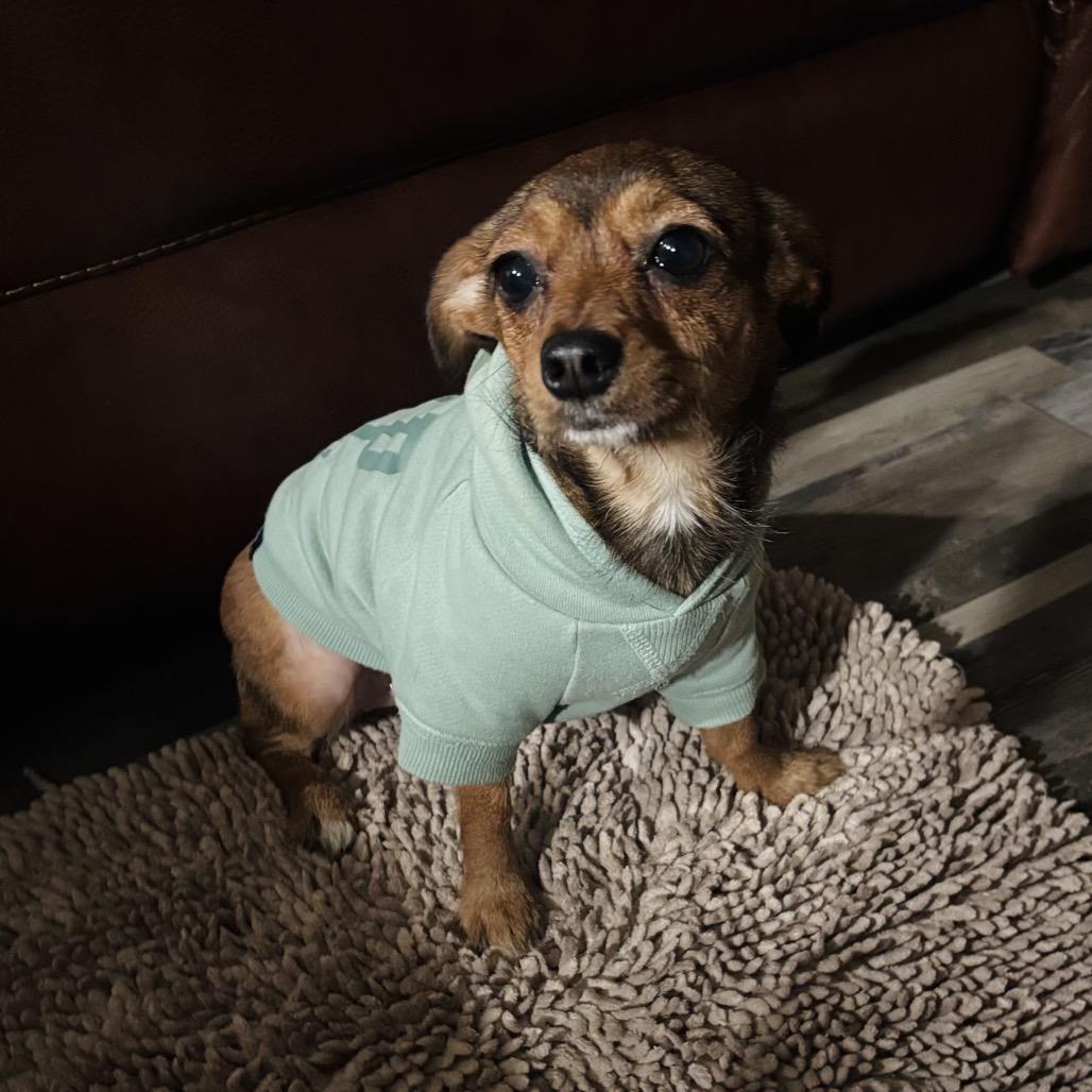 Enlarge Minnie, a Adoptable Chihuahua in Katy, TX image 1/2