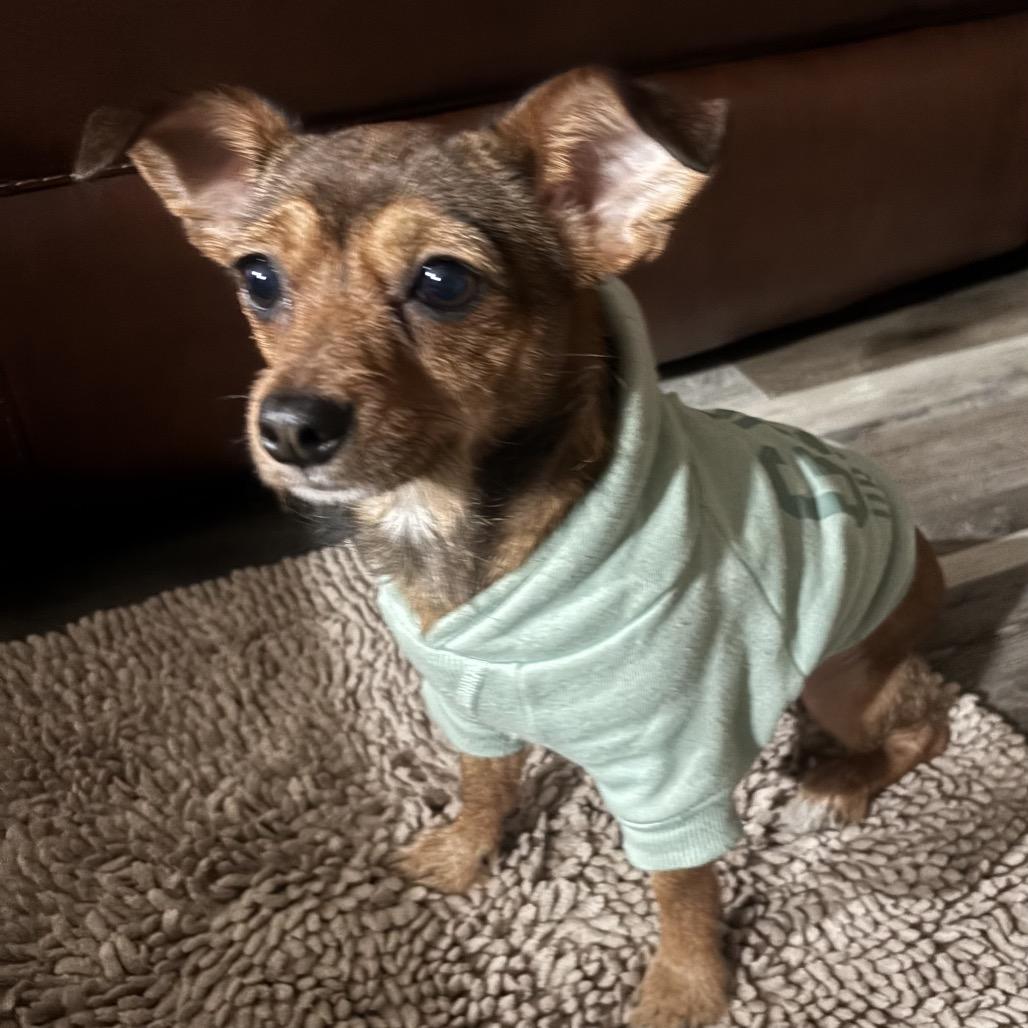 Enlarge Minnie, a Adoptable Chihuahua in Katy, TX image 2/2