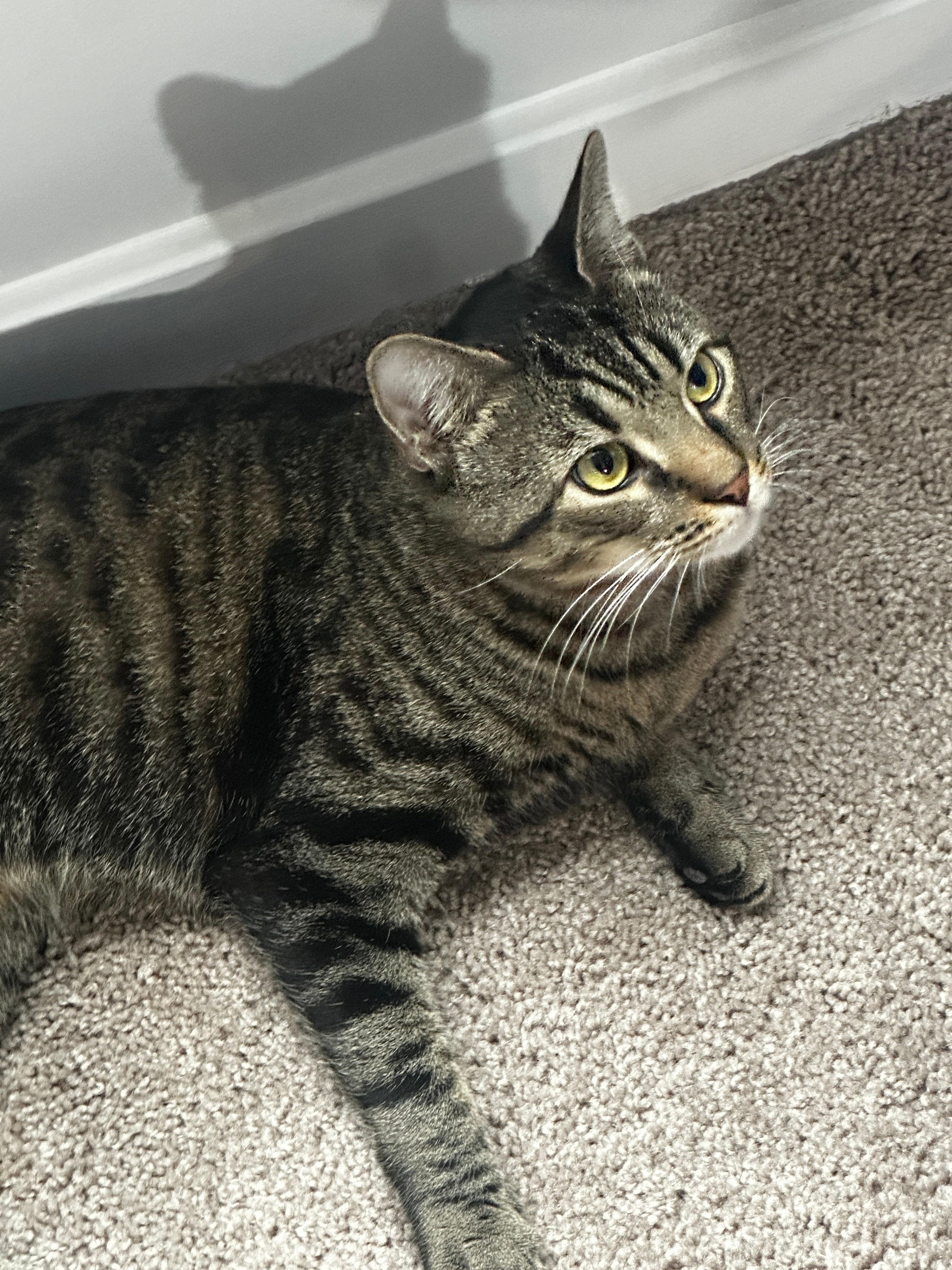 Giorgio, a ADOPTABLE Domestic Short Hair in Melrose, MA image 2/6