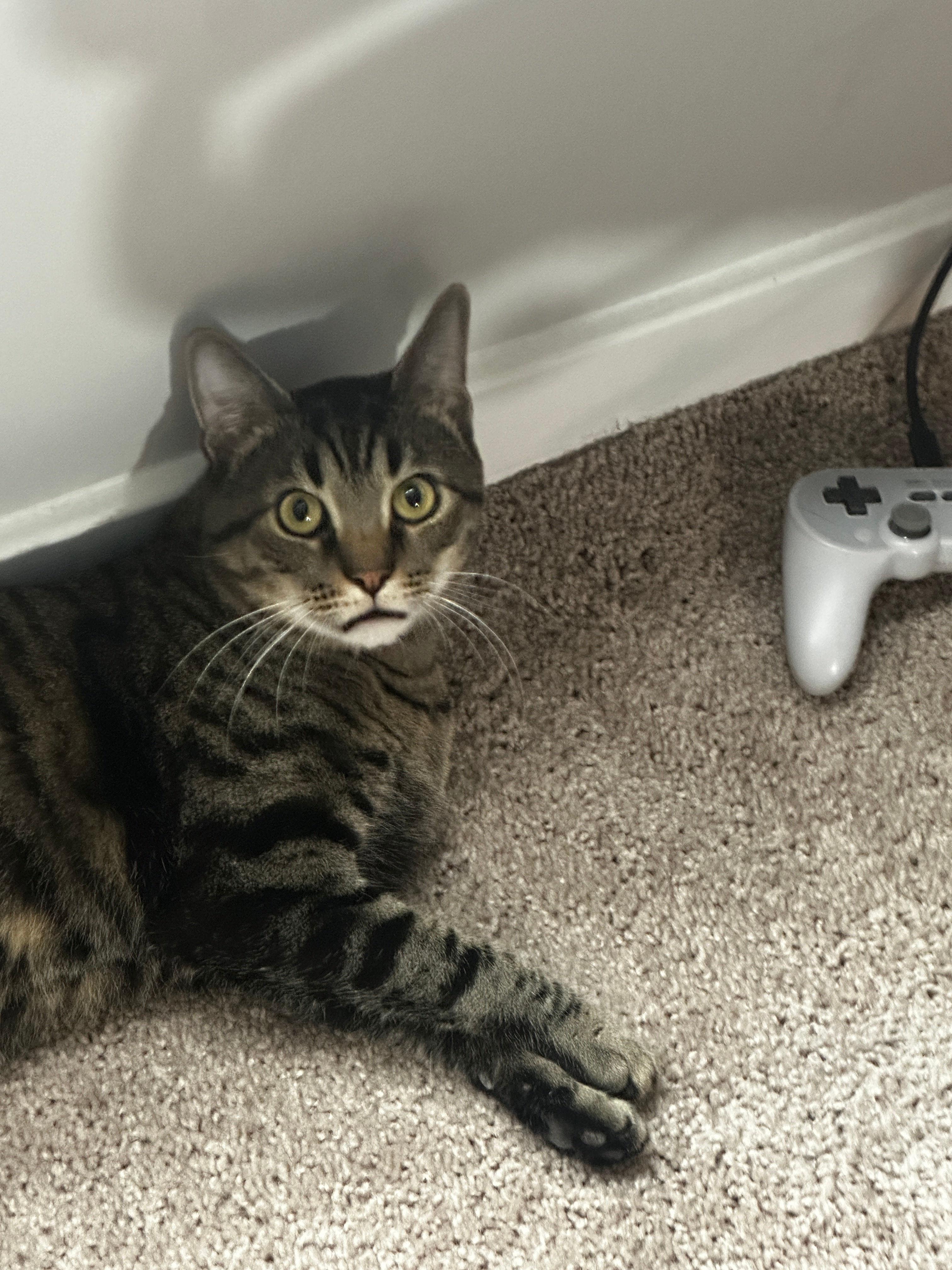 Giorgio, a ADOPTABLE Domestic Short Hair in Melrose, MA image 4/6