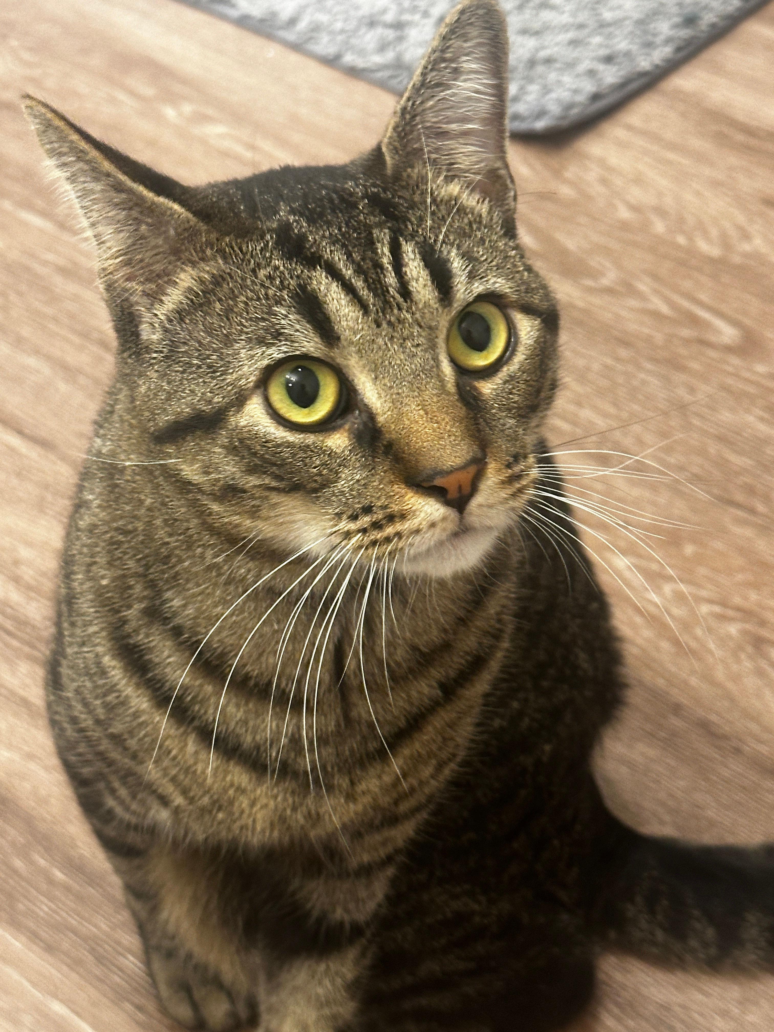 Giorgio, ADOPTABLE, Young Male Domestic Short Hair.