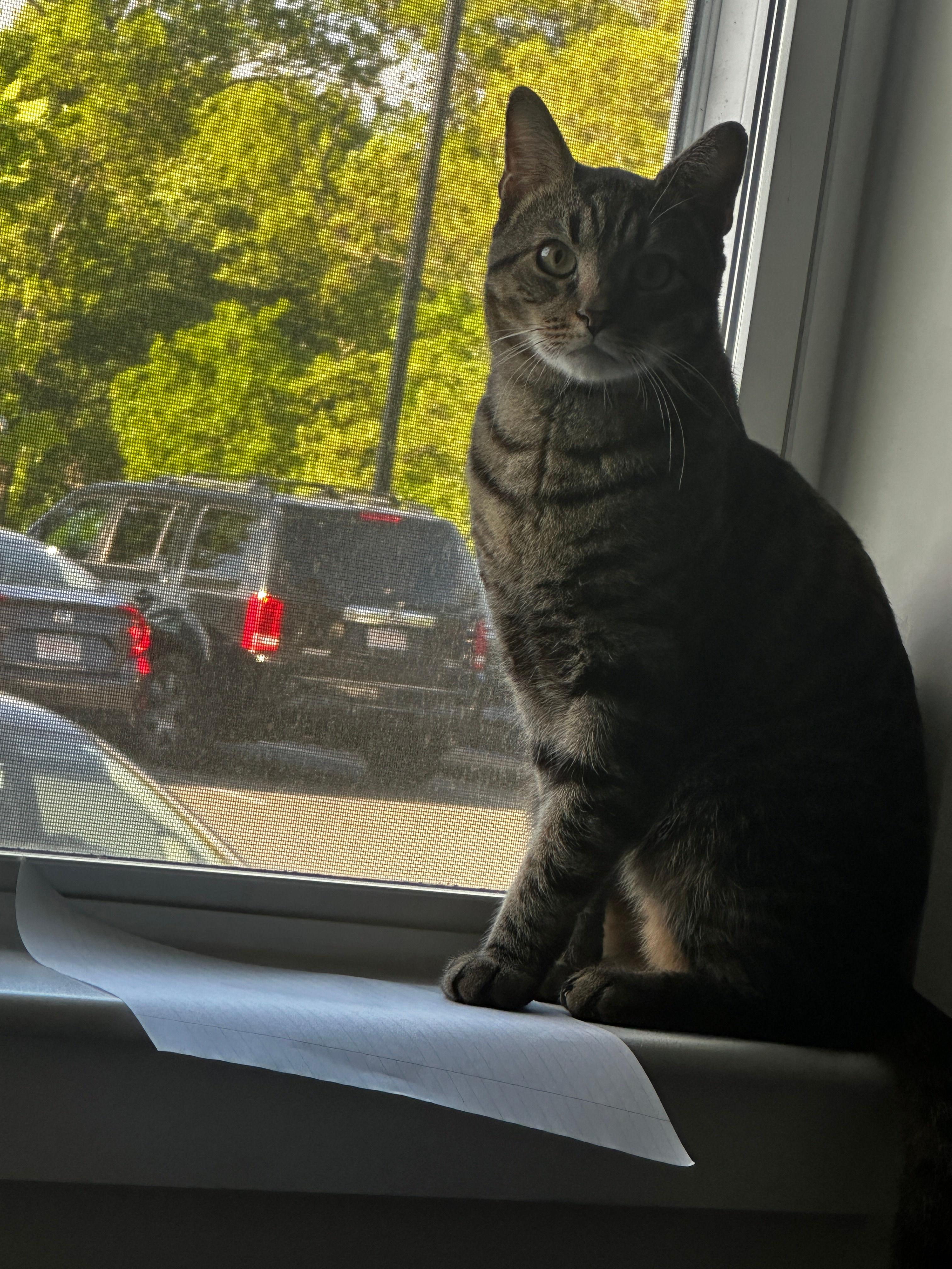 Giorgio, a ADOPTABLE Domestic Short Hair in Melrose, MA image 5/6