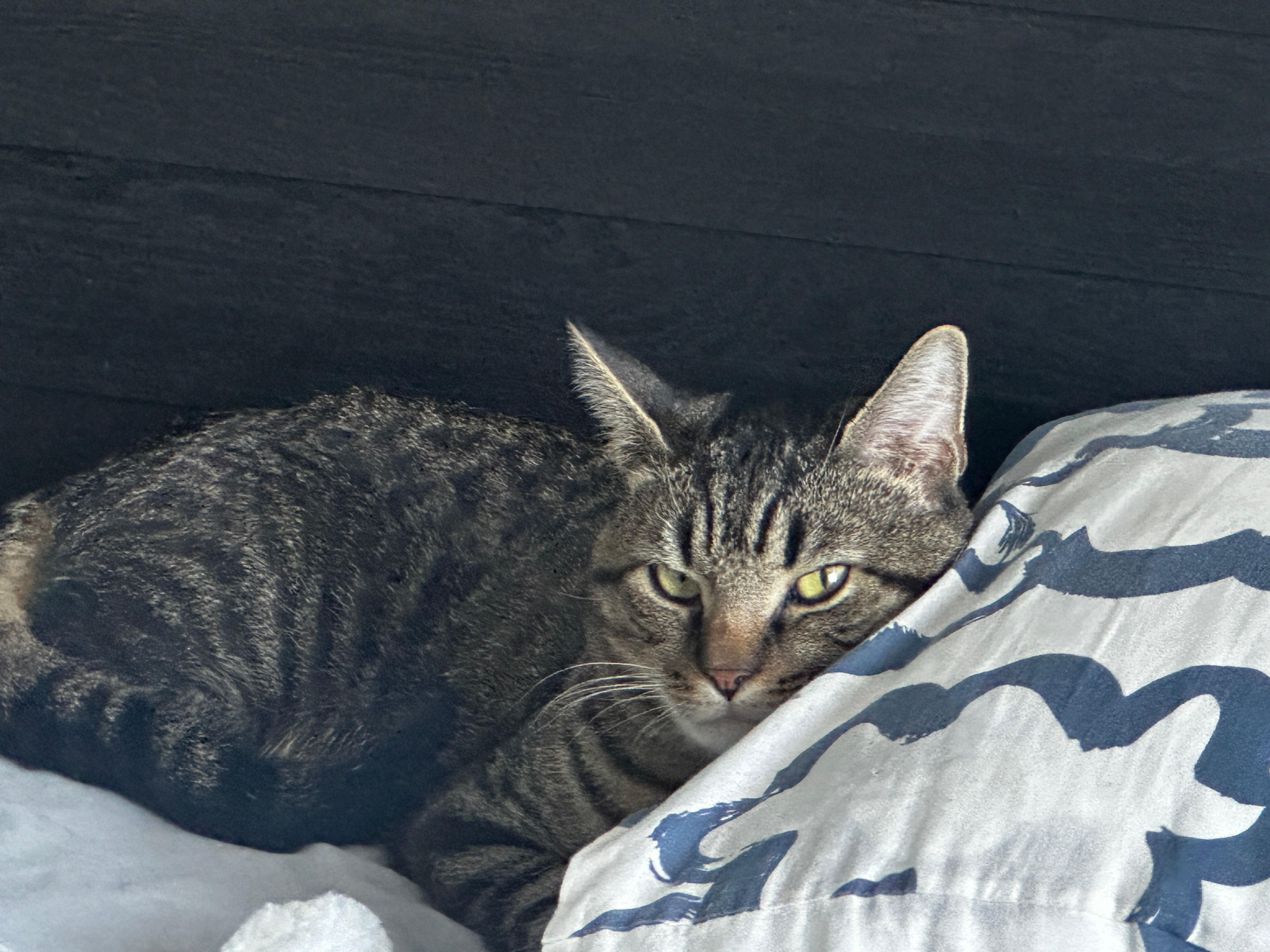 Giorgio, a ADOPTABLE Domestic Short Hair in Melrose, MA image 3/6