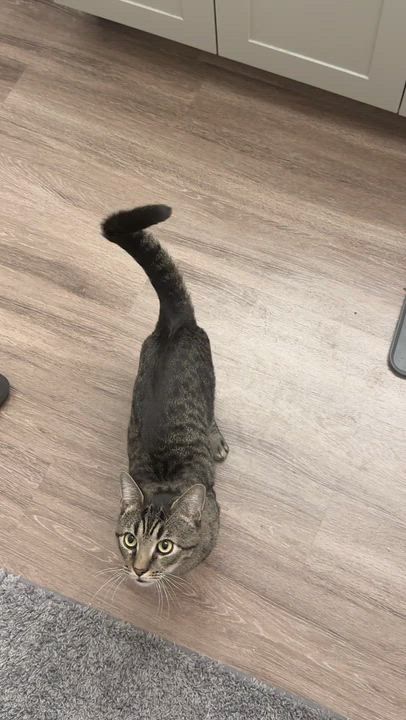 Enlarge Giorgio, a ADOPTABLE Domestic Short Hair in Melrose, MA video 6/6