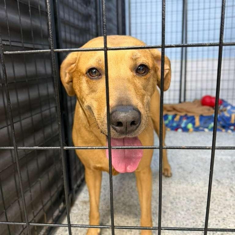 Lila, a Adoptable Labrador Retriever in Lauderhill, FL image 3/3