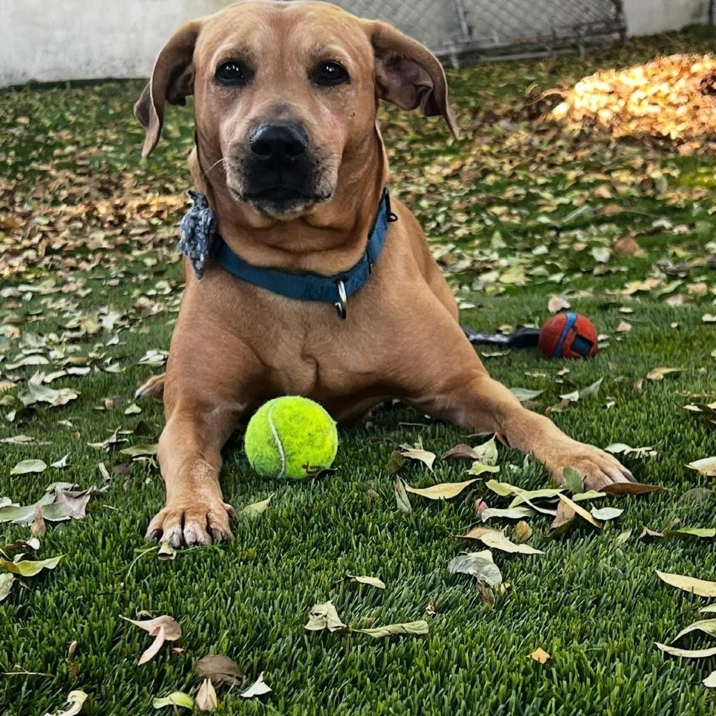 Lila, Adoptable, Adult Female Labrador Retriever.