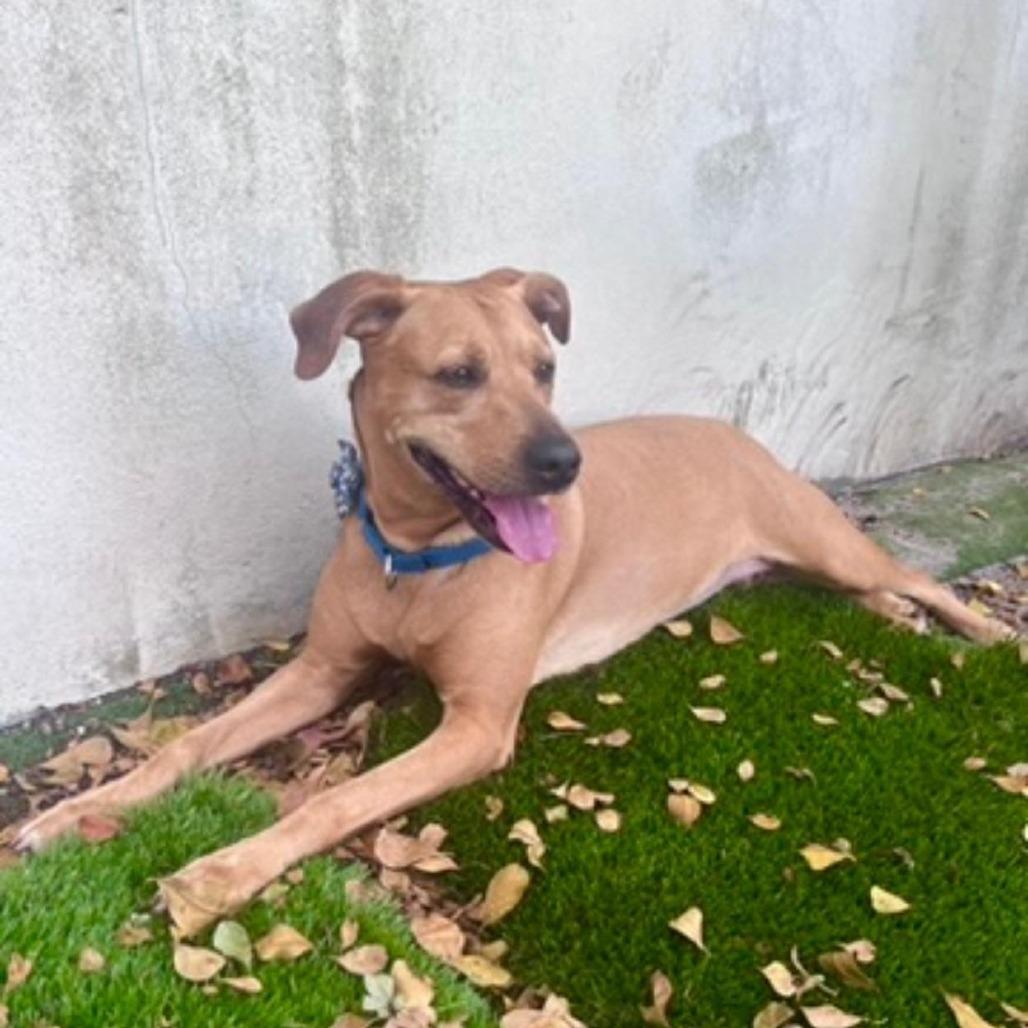 Lila, a Adoptable Labrador Retriever in Lauderhill, FL image 2/3