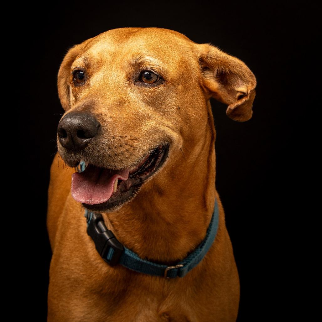 Enlarge Lila, a Adoptable Labrador Retriever in Lauderhill, FL image 2/5