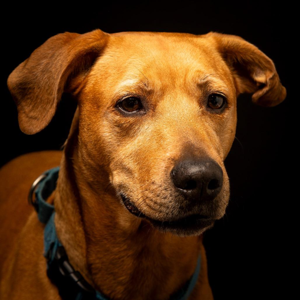 Enlarge Lila, a Adoptable Labrador Retriever in Lauderhill, FL image 3/5
