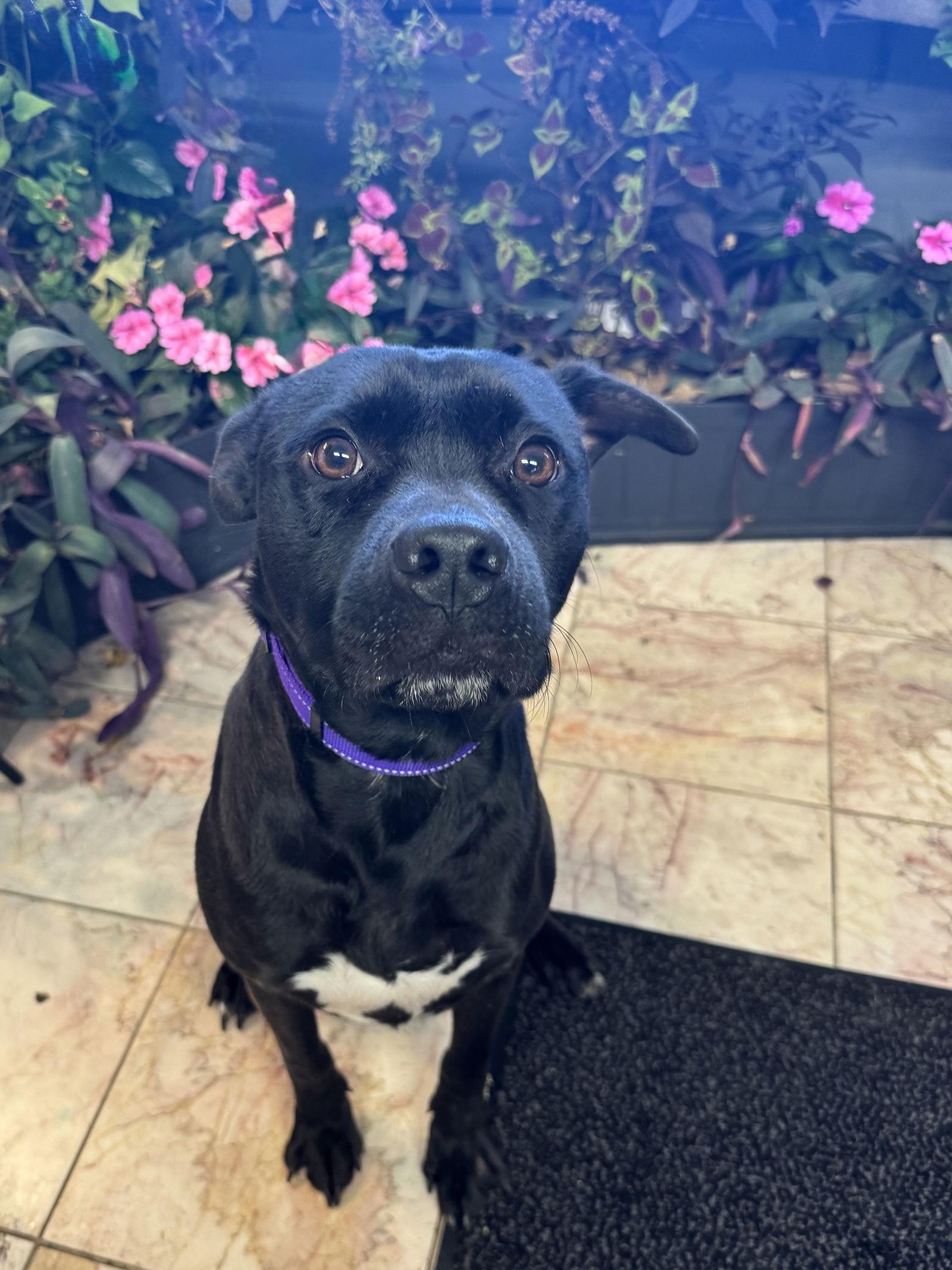 Gunther, Adoptable, Young Male Labrador Retriever & Pit Bull Terrier.