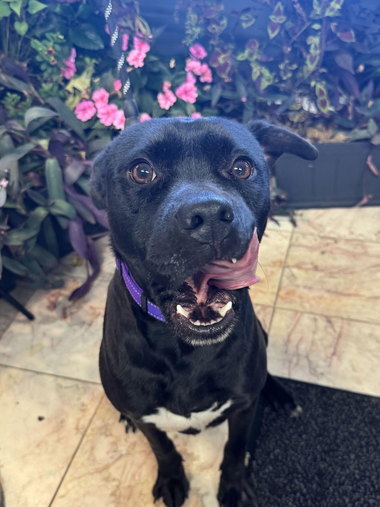 Gunther, a Adoptable mixed breed in Leavenworth, KS image 2/2